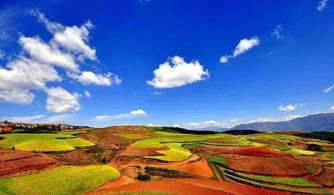 红土地上的花卉天堂