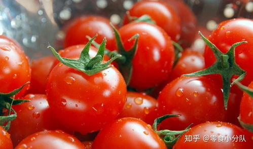 西红柿成长记，见证生命奇迹