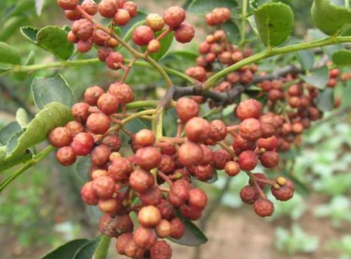 花椒树用药蓝矾， 季节选得对，效果才geng妙
