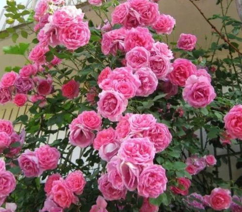 藤本月季：花型各异，花色多样