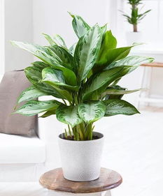 银皇后植物怎么养？栽培技术要点有哪些需要注意