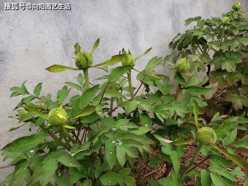 牡丹花苗什么时候种植最合适？春季还是秋季