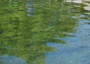 池塘水草种植，如何选择合适的水草种子并科学种植