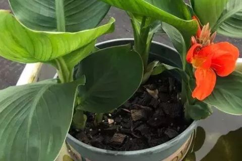 花盆的选择与养护