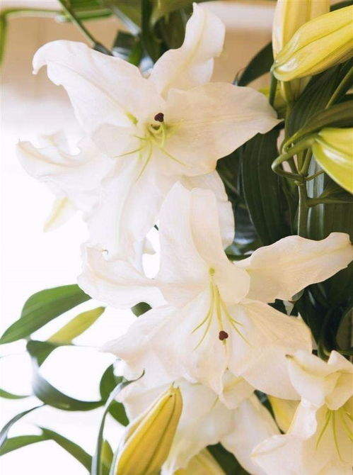 白百合花象征着美丽与神圣，那么它在我国传统文化中有什么特殊寓意吗