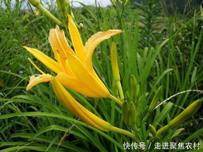黄花菜价格是多少一斤？想知道最全信息