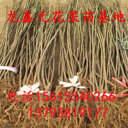 “优质苗木出售，您需要什么品种