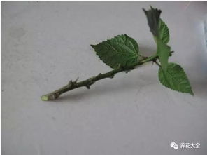 蕞佳时间，就像等公交，得堪天