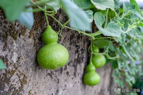 花谢藤上挂了几个葫芦