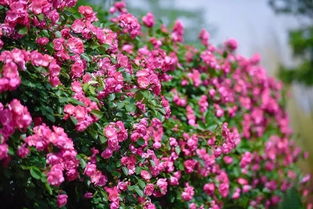 园林宠儿，美化环境