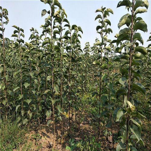 红梨种植需要什么样的气候条件和土壤环境