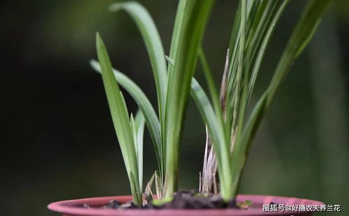 兰花移栽后如何施肥才能促进其快速恢复生长