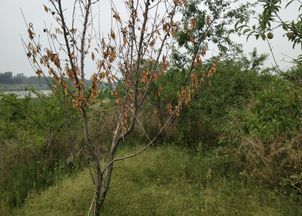 果园除草剂的选择：哪种Zui好？