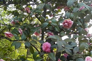 风水中的茶花树， 好运的守护神