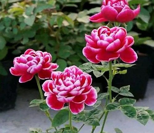 月季过冬， 保暖是关键