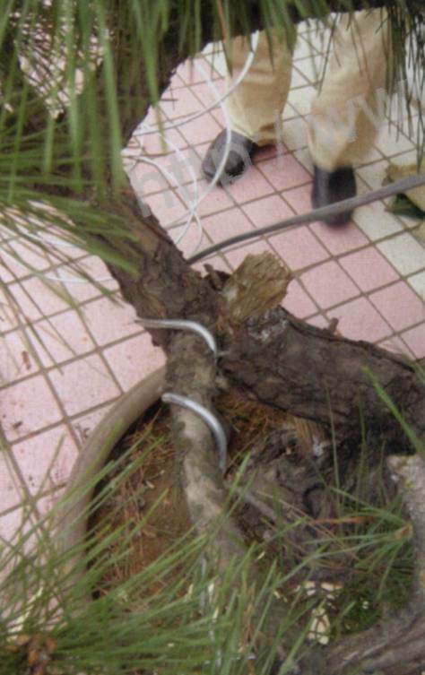 第一步：选材与准备