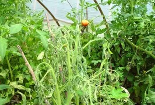 番茄青枯病怎么办？农药疗效大比拼