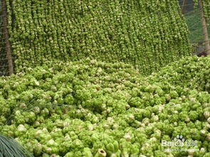 榨菜种植方法有哪些步骤？