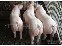 养猪场挑选优质种猪，注重生产性能与遗传优势
