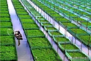 南方的紫叶藤种植小心机