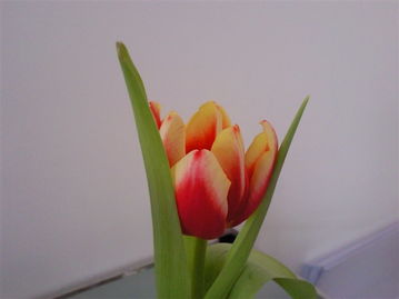 郁金香种球就像被设置了定时器的礼物