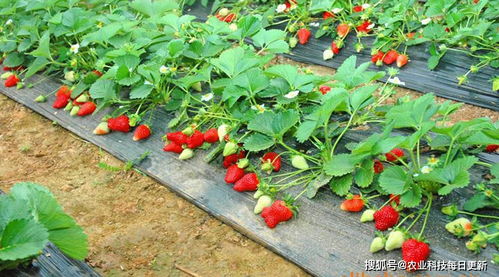 草莓大棚种植时如何掌握栽种技巧以确保草莓生长旺盛和果实品质