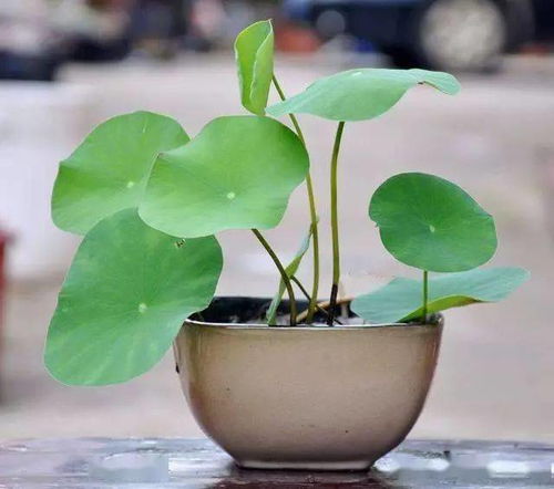 碗莲种子怎么种？如何才能开花