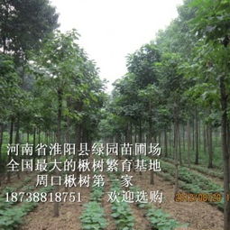 种植密度，要讲究