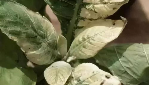 甲托吡唑， 果树的守护神