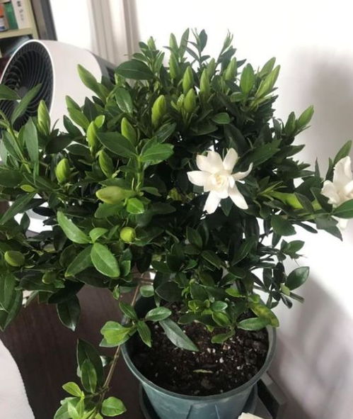 万年青开花，预示着什么好运降临