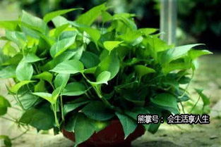 绿色叶子如何保存过冬？冬季拆解