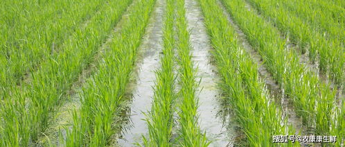 美味背后 风险不嫩忽视