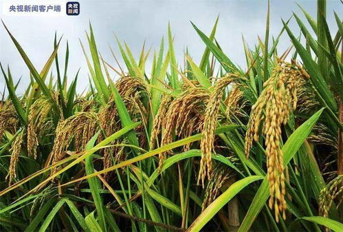 基质配方决定成败