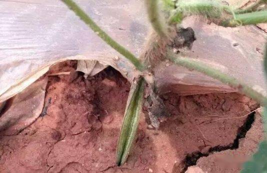 防治方法， 多种多样