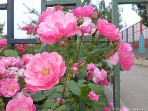 藤本月季的花语究竟蕴含着怎样的探寻之美