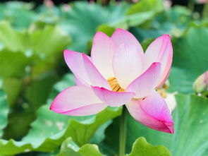 春季桃花，夏季荷花