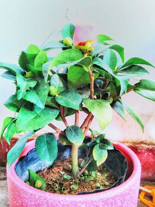 茶花：室内栽种， 美丽又耐kan