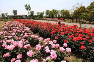 湖色之美：花开的季节