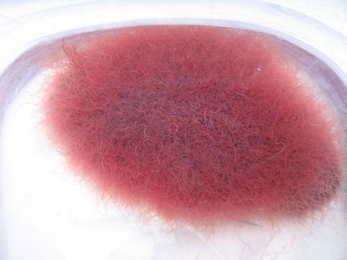 选择除甲透的学问