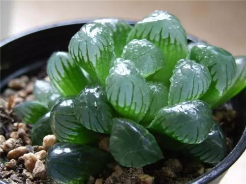 冰灯玉露花秋季怎么养？如何让花朵绽放更美