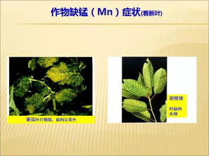 花卉微量元素如何科学补充？效果显著吗