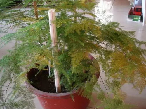 仙人指蕾期浇水：如何掌握浇水量