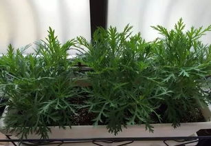 玛格丽特花修剪：剪除残花及木质枝
