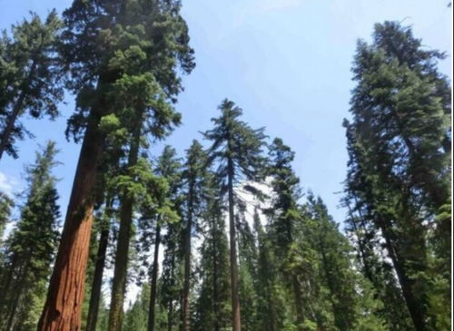 樟子松与落叶松的较量