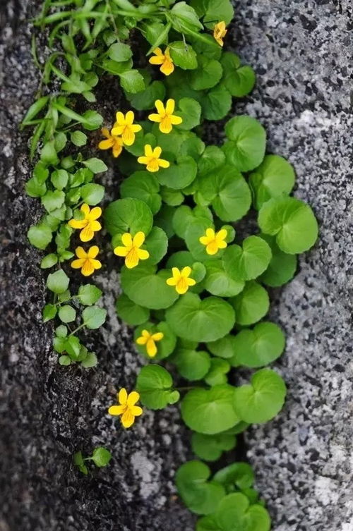 立夏到来草本花卉种植指南大公开！