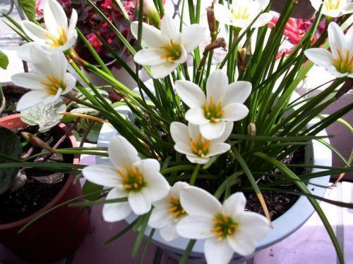 种植小葱， 选对地方