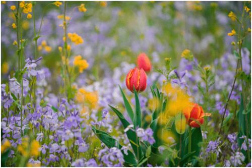 花椒难题， 如何解决