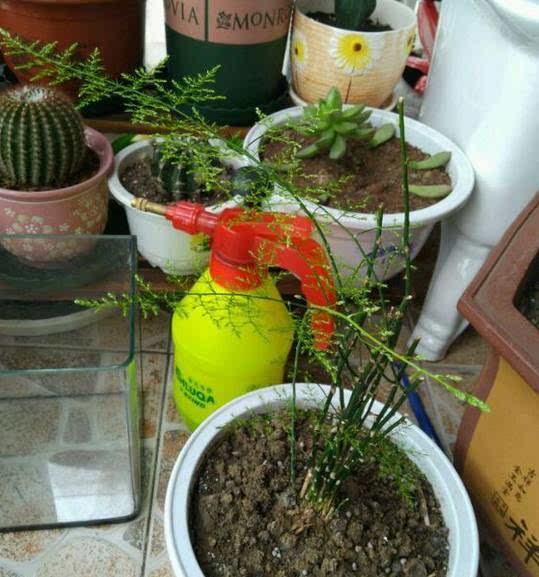 独家数据：混种马蔺+骆驼刺， 养护成本直降58%