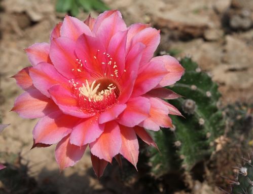 仙人掌梦境之花，独特美艳，养眼必备！