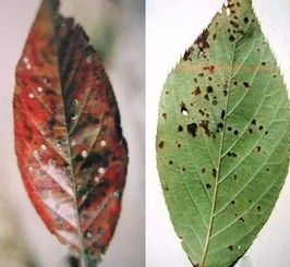 防治月季褐斑病的“独门秘籍”